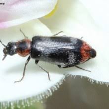 Attēlu rezultāti vaicājumam “Dasytidae”