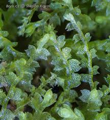 Attēlu rezultāti vaicājumam “Leiocolea collaris”