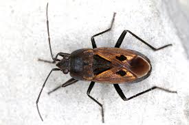 Image result for Rhyparochromus