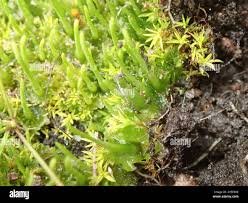 Attēlu rezultāti vaicājumam “Jungermannia sphaerocarpa”