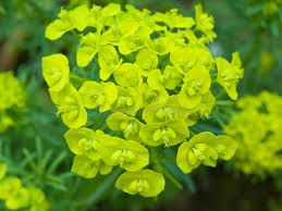 Attēlu rezultāti vaicājumam “Euphorbia cyparissias leaf”