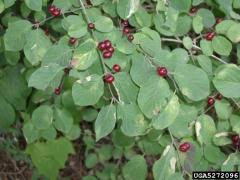 Attēlu rezultāti vaicājumam “Lonicera xylosteum fruit”