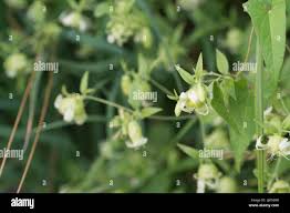 Attēlu rezultāti vaicājumam “Silene baccifera”