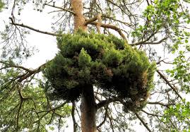 Attēlu rezultāti vaicājumam “Taphrina betulina”