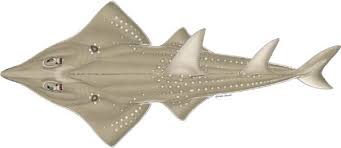 Image result for Paragaleus pectoralis