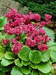 Image result for Bergenie