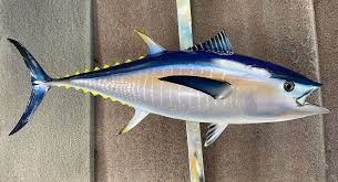 Image result for giant tuna