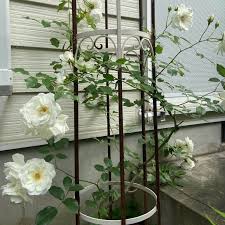 「アイスバーグ」の画像検索結果