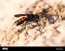 Attēlu rezultāti vaicājumam “Anoplius viaticus”