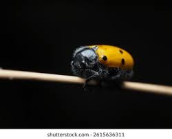 Attēlu rezultāti vaicājumam “Clytra quadripunctata”