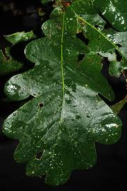 Attēlu rezultāti vaicājumam “Quercus robur leaf”