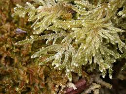 Attēlu rezultāti vaicājumam “Hypnum cupressiforme sporophyte”