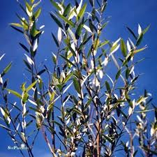 Attēlu rezultāti vaicājumam “Salix alba var. sericea”