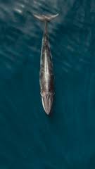 Image result for Balaenoptera omurai