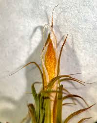 Attēlu rezultāti vaicājumam “Polytrichum commune var. perigoniale”