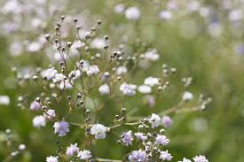 Attēlu rezultāti vaicājumam “Gypsophila paniculata leaf”