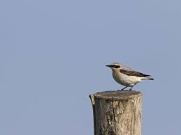 Attēlu rezultāti vaicājumam “Oenanthe oenanthe”