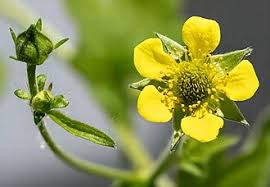 Attēlu rezultāti vaicājumam “Geum urbanum leaf”