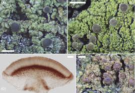 Attēlu rezultāti vaicājumam “Bacidia subincompta”