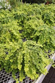 Attēlu rezultāti vaicājumam “Lysimachia nummularia leaf”