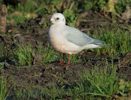 Image result for Rhodostethia rosea