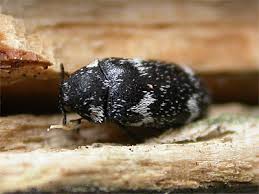 Attēlu rezultāti vaicājumam “Megatoma undata”