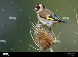 Attēlu rezultāti vaicājumam “Carduelis carduelis adult”