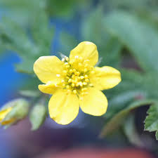 Attēlu rezultāti vaicājumam “Waldsteinia geoides”