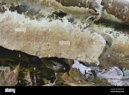 Attēlu rezultāti vaicājumam “Porotheleum fimbriatum”