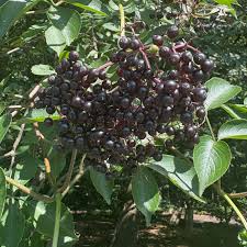 Attēlu rezultāti vaicājumam “Sambucus nigra fruit”