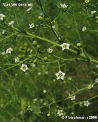 Attēlu rezultāti vaicājumam “Thesium ebracteatum leaf”