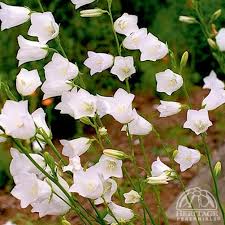 Attēlu rezultāti vaicājumam “Campanula persicifolia leaf”