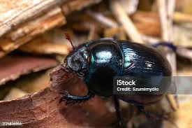 Attēlu rezultāti vaicājumam “Korynetes caeruleus”