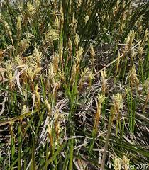 Attēlu rezultāti vaicājumam “Carex arenaria  leaf”