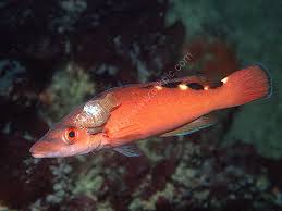 Image result for Labrus mixtus