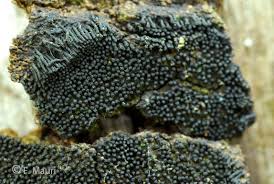 Attēlu rezultāti vaicājumam “Anthostoma decipiens”