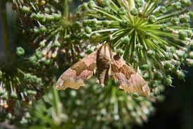Attēlu rezultāti vaicājumam “Mimas tiliae”