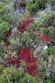Attēlu rezultāti vaicājumam “Sphagnum capillifolium”
