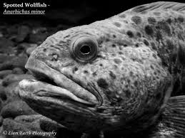 Image result for Anarhichas minor