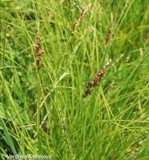 Attēlu rezultāti vaicājumam “Carex appropinquata fruit”