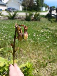 Attēlu rezultāti vaicājumam “Lilium martagon bud”