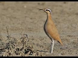 Image result for Cursorius cursor