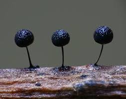 Attēlu rezultāti vaicājumam “Comatricha ellae macro”