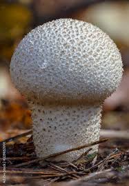 Attēlu rezultāti vaicājumam “Lycoperdon perlatum”