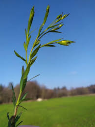 Attēlu rezultāti vaicājumam “Linum usitatissimum leaf”