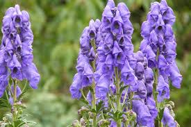 Attēlu rezultāti vaicājumam “Aconitum napellus bud”
