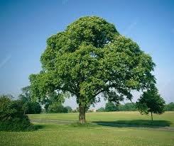 Attēlu rezultāti vaicājumam “Ulmus glabra leaf”