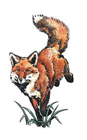 Image result for Fox Gc
