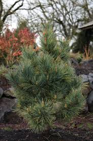 Image result for Pinus cembra