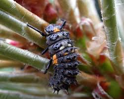 Attēlu rezultāti vaicājumam “Anatis ocellata”